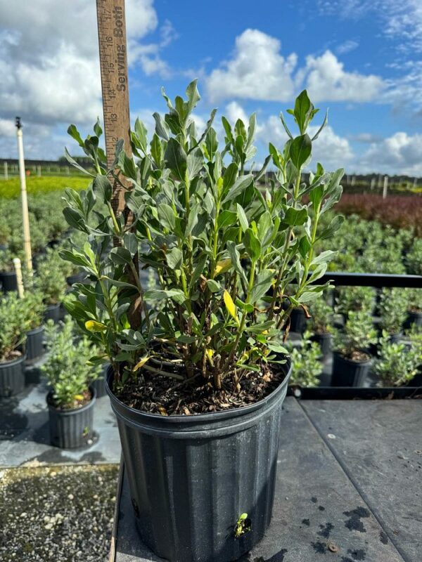 Silver Sea Oxeye