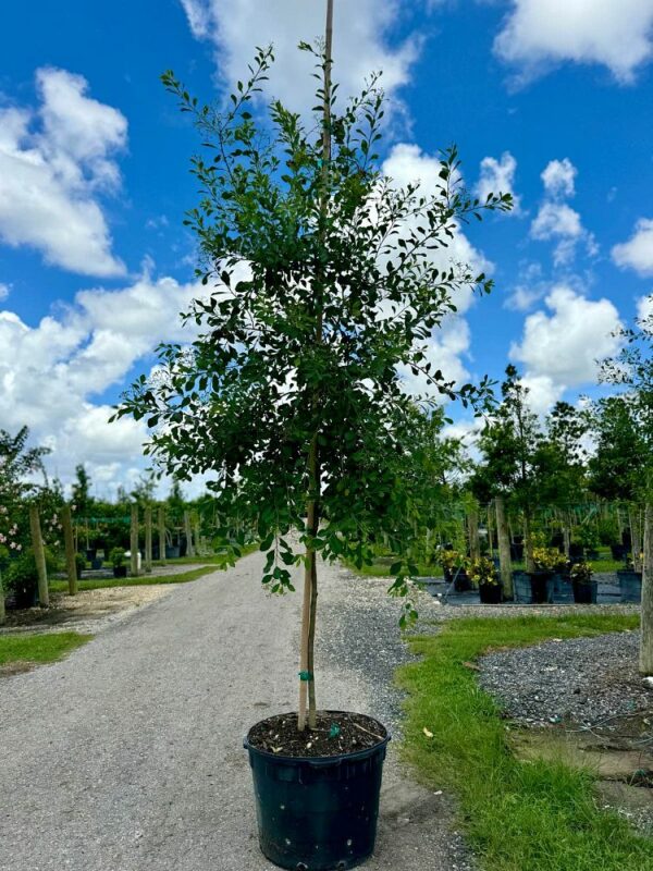 Bahama Strongbark