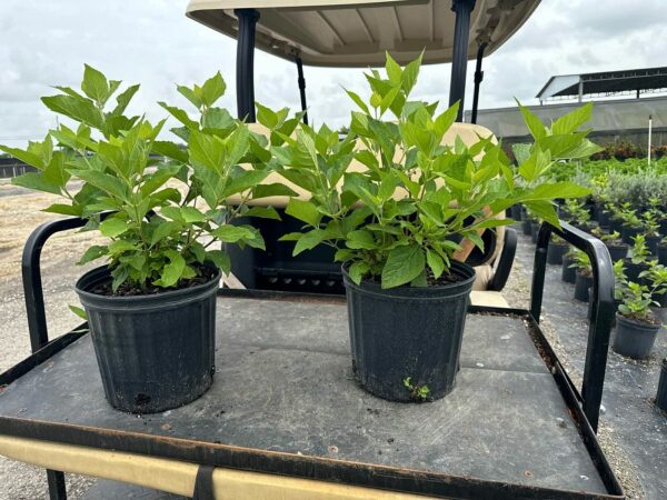 American Beautyberry