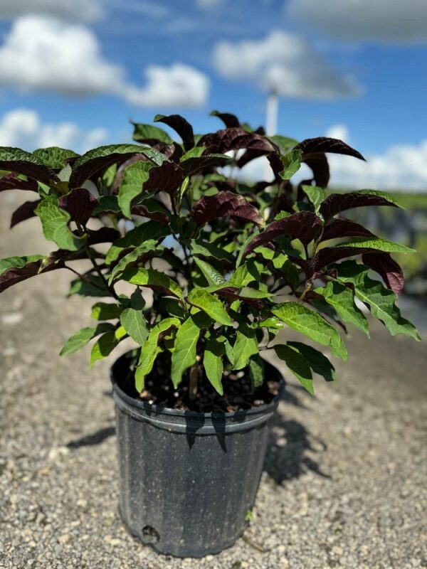 Starburst Clerodendrum