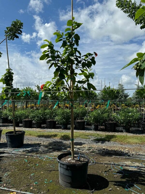Orange Geiger Tree