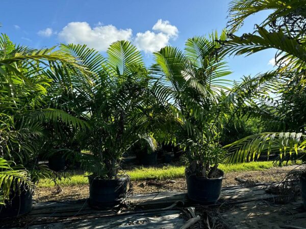 Cabada Palm
