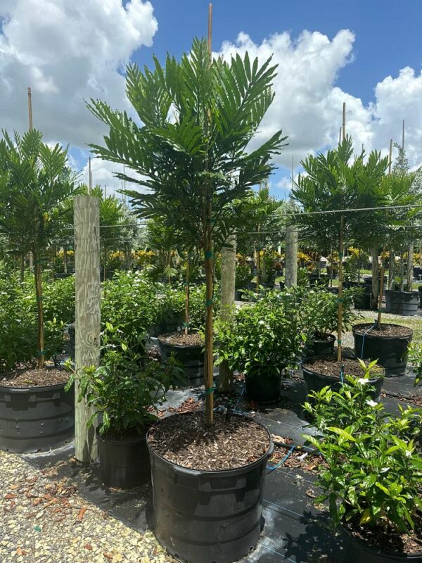 Japanese Fern Tree