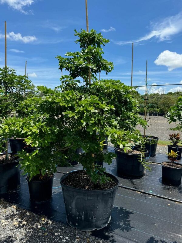 Lignum Vitae