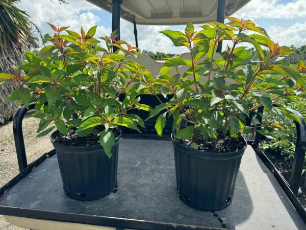 Firebush