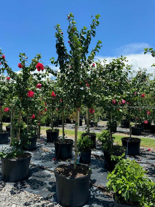 Hibiscus Carnation Red
