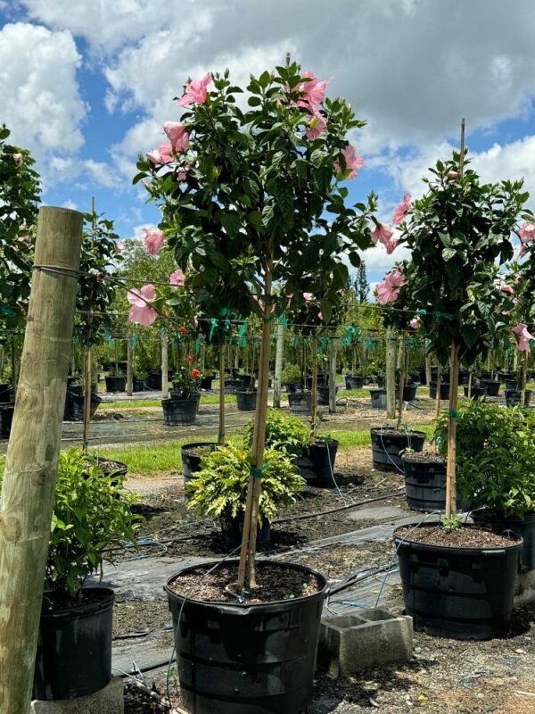 Seminole Pink Hibiscus