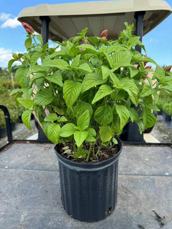Red Pincone Shrimp Plant