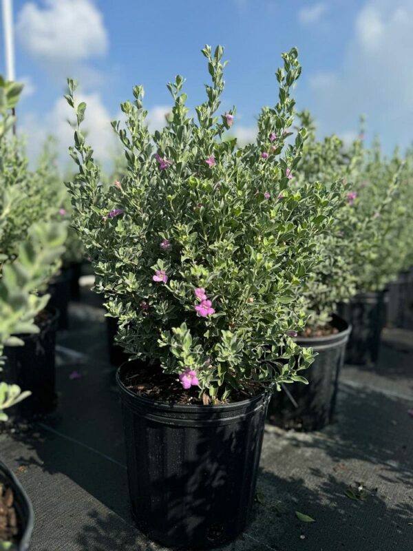 Texas Sage