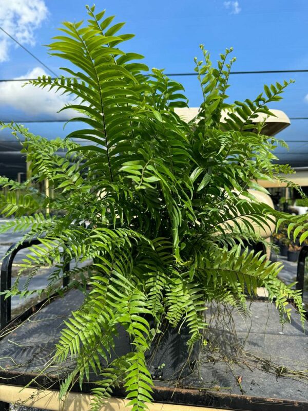 Macho Fern