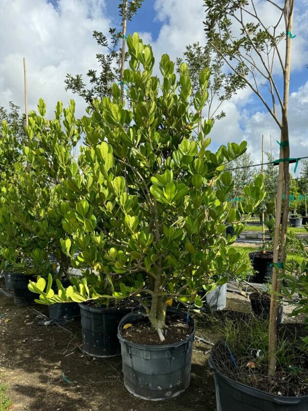 Madagascar Olive