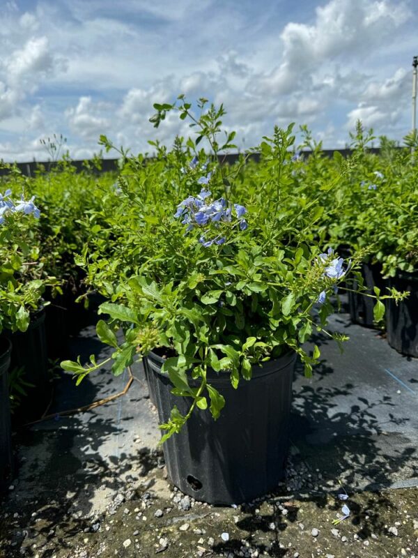 Plumbago