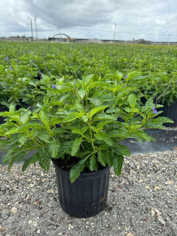 Florida Native Porterweed
