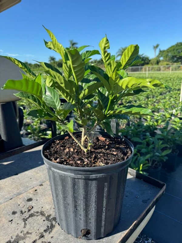 Crape Jasmine, Florida Gardenia