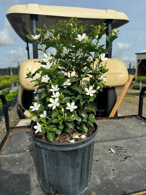 Asian Snow Jasmine