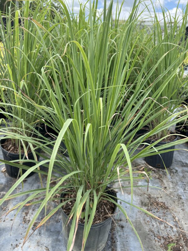 Lemon Grass