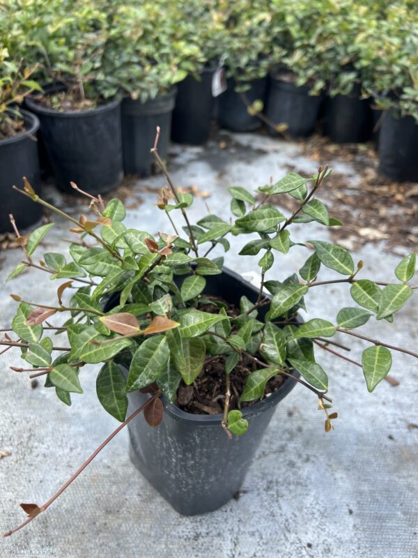 Asiatic Jasmine