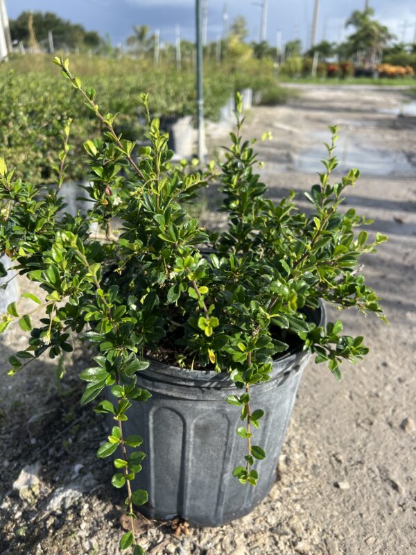 Serissa japonica