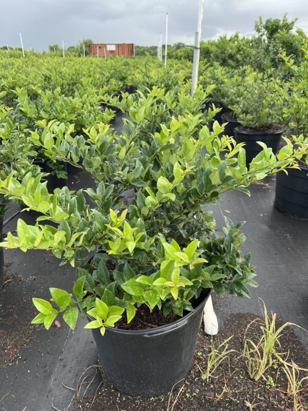 Ligustrum
