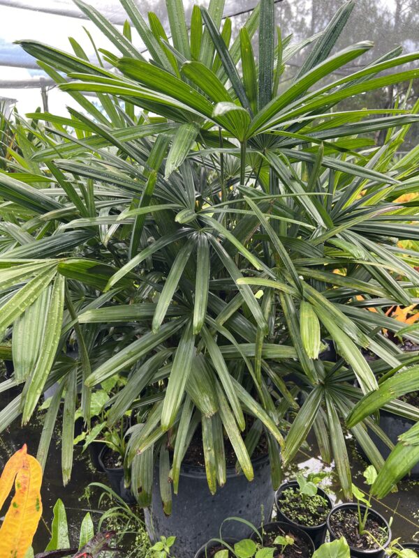 Lady Palm