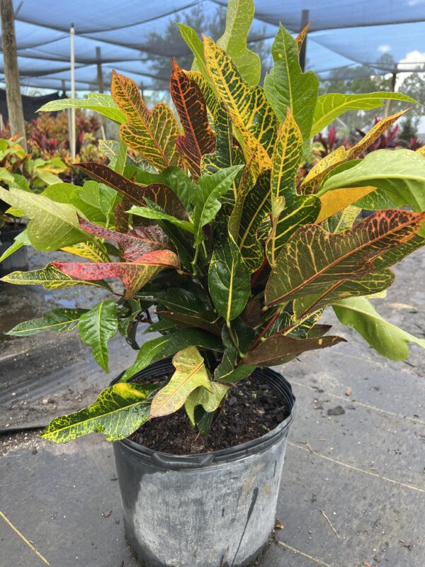 Croton Excellent