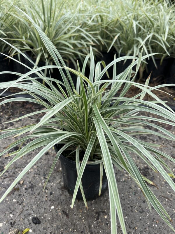 Liriope White