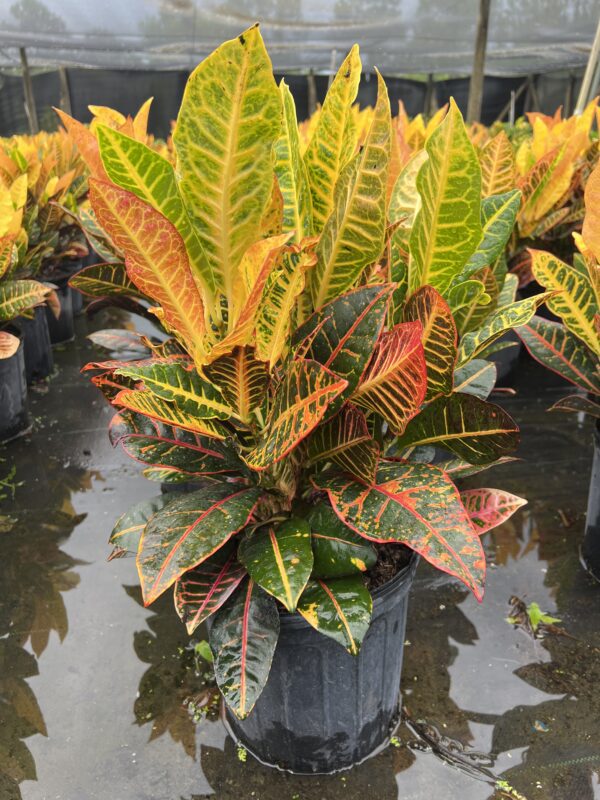Croton Petra