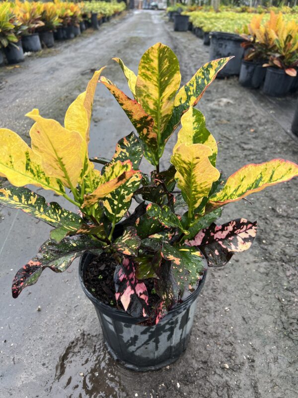 Croton Magnificent