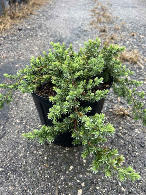Juniper Blue Pacific