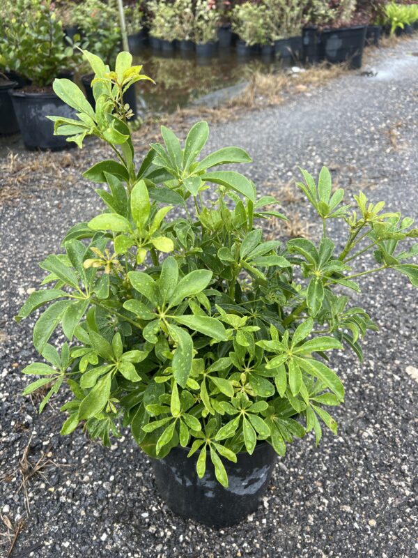 green arboricola