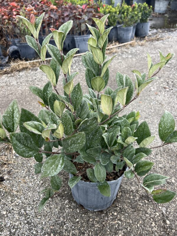 Viburnum Suspensum - Image 3