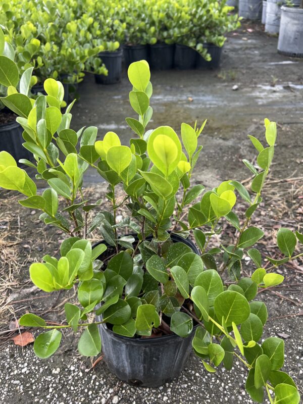 Green Tip Cocoplum