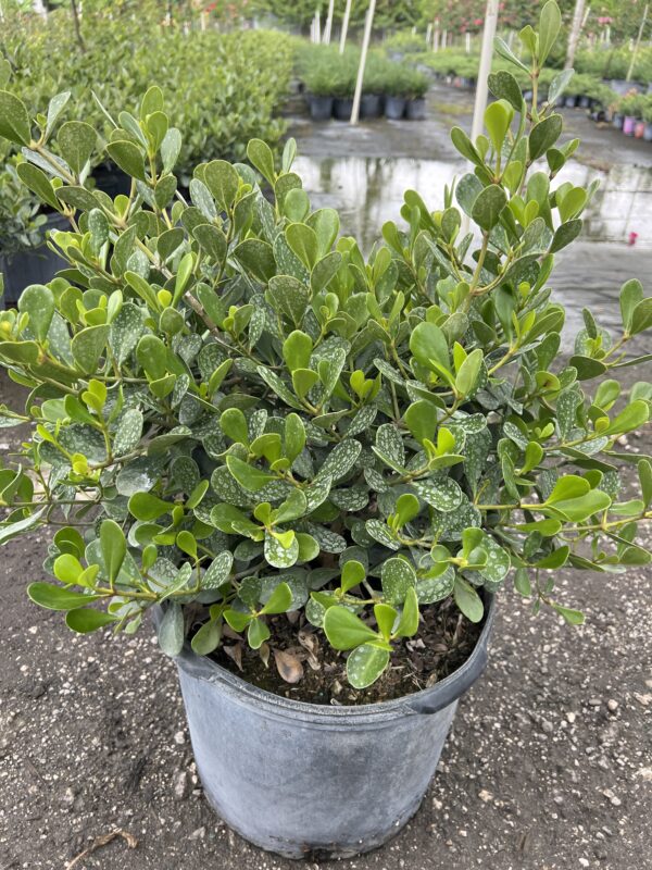 Dwarf Cluisa