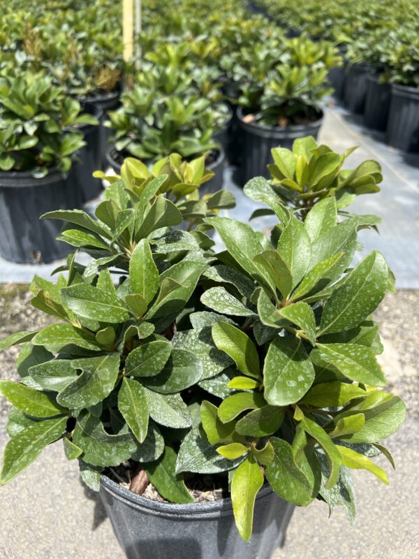 Indian Hawthorne