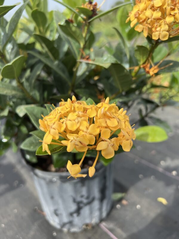 Ixora Maui