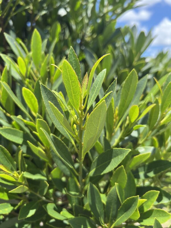 Japanese Blue Berry Tree - Image 2