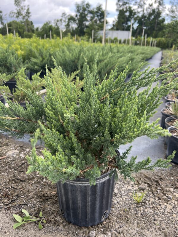 Juniper parsoni