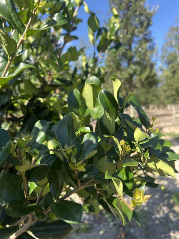 Ligustrum - Image 2