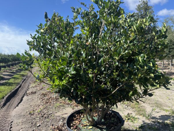 Ligustrum - Image 5