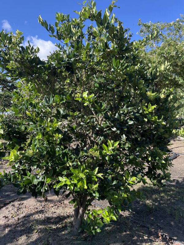 Ligustrum - Image 4