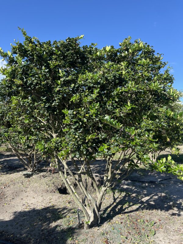 Ligustrum - Image 3
