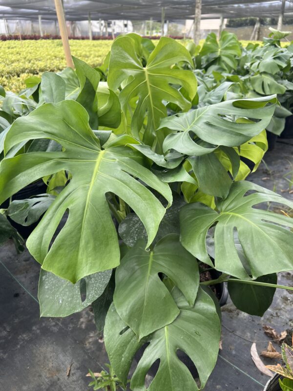 Monstera