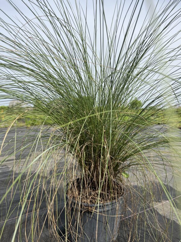 Muhly Grass