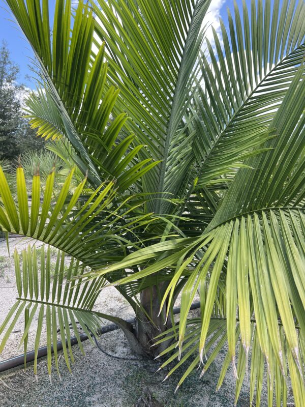 Majestic Palm