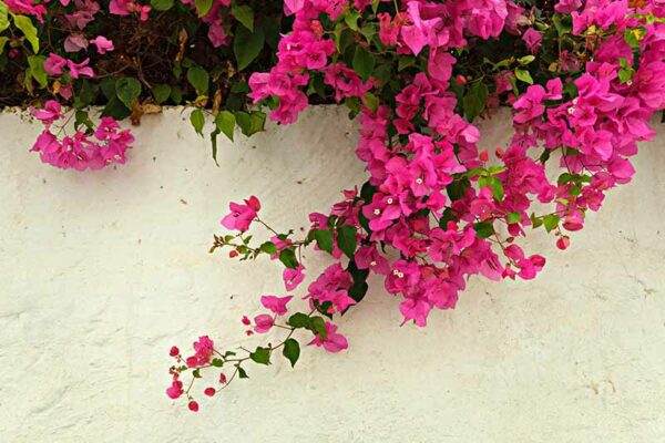 Bougainvillea Tree - Image 6
