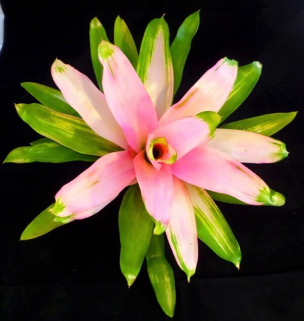 Pink Sensation