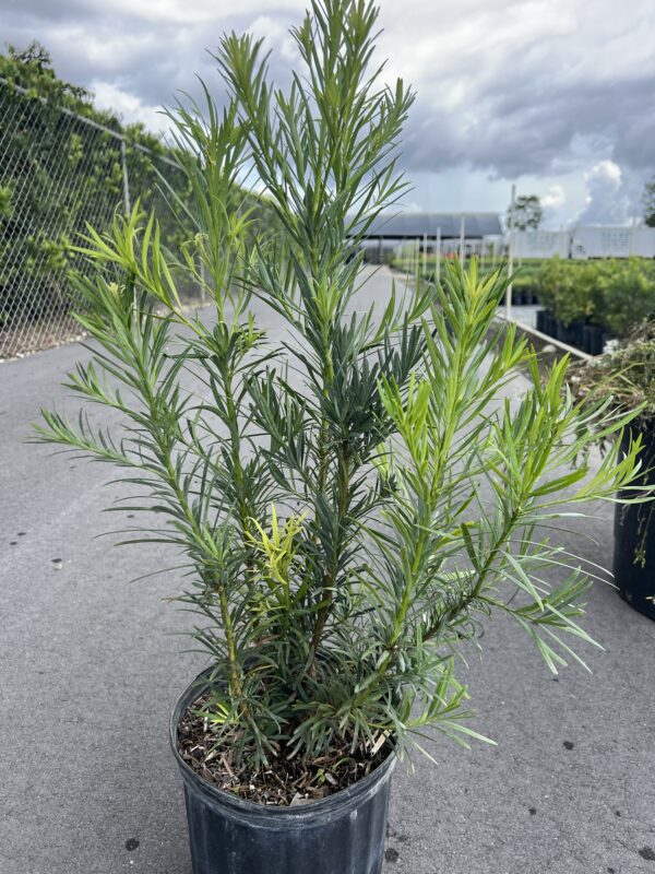 Podocarpus