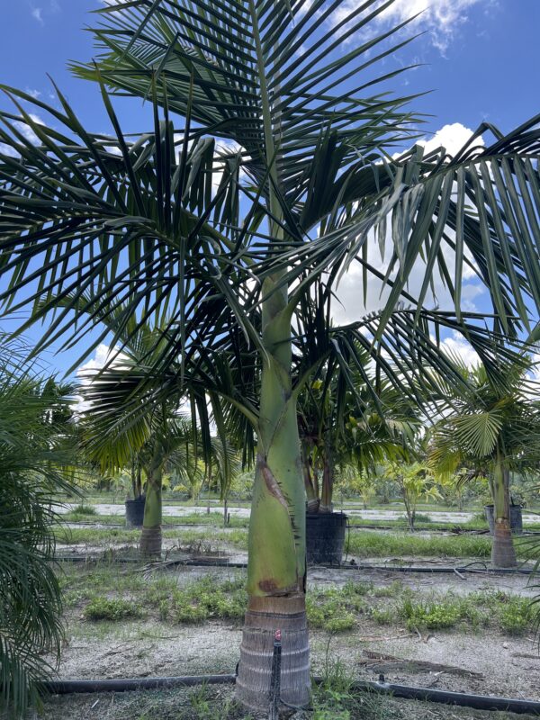 King Alexander Palm