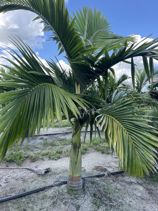 King Alexander Palm - Image 2