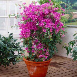 Flowering Trees